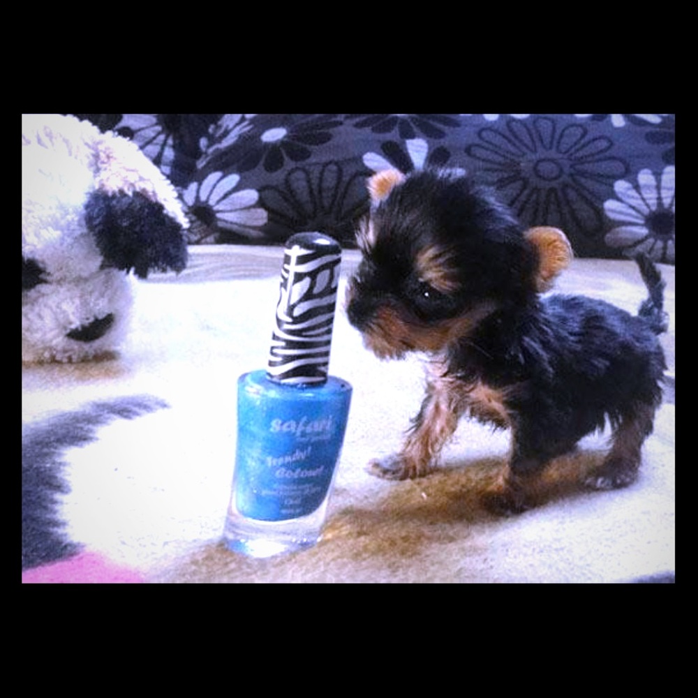 Meet your Posher, Guzman